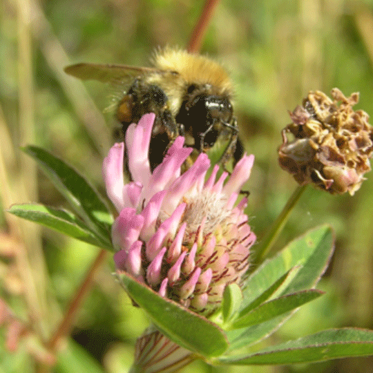 Wildflower Insects