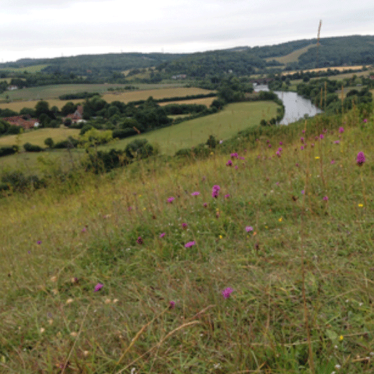 Wild Flower Meadow