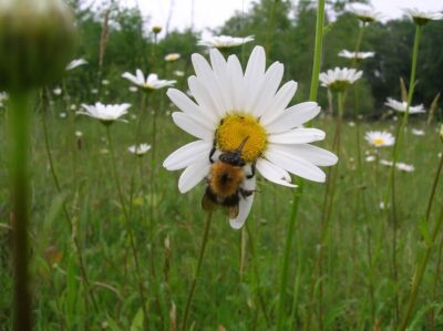 Insects and local provenance