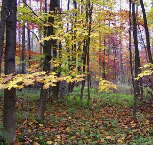 Wildflower Surveys