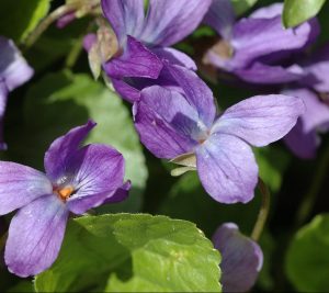 Viola odorata