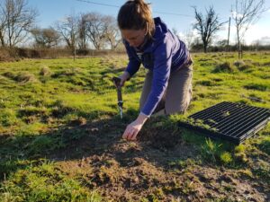 Wildflower planting out