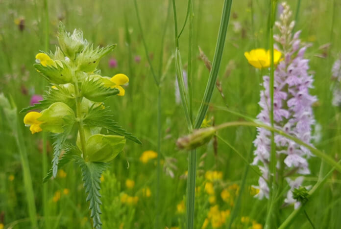 Yellow Rattle Seed